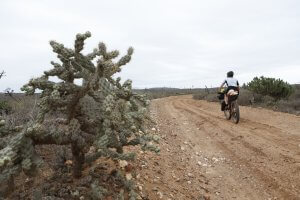 Nueva Odisea – Rosario…feeling cactus!