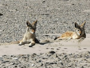 Purros to the Kunene River Mouth