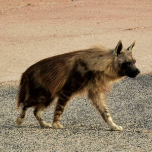 Brown Hyaenas and Desert-adapted Kunene Lions