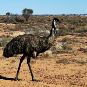 The Birdsville Track