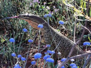 On the trail of “A Glassy Goanna” – Part II